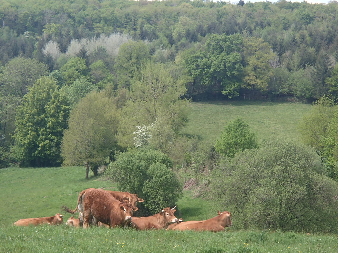 boeufs bachaud 0415 4
