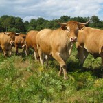 Boeufs du limousin la ferme des landes de pagnac