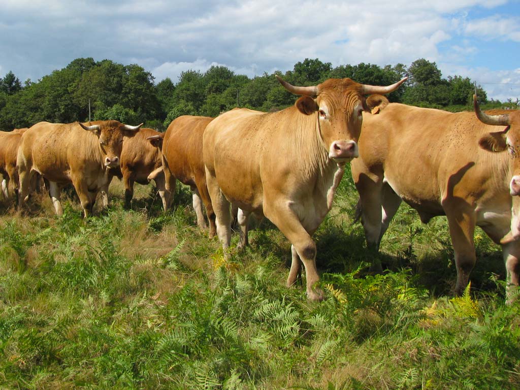 Boeufs du limousin la ferme des landes de pagnac