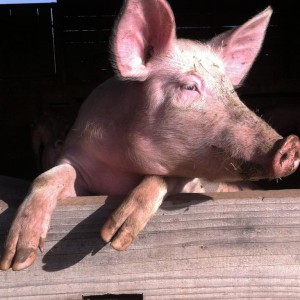 Cochon les landes de pagnac