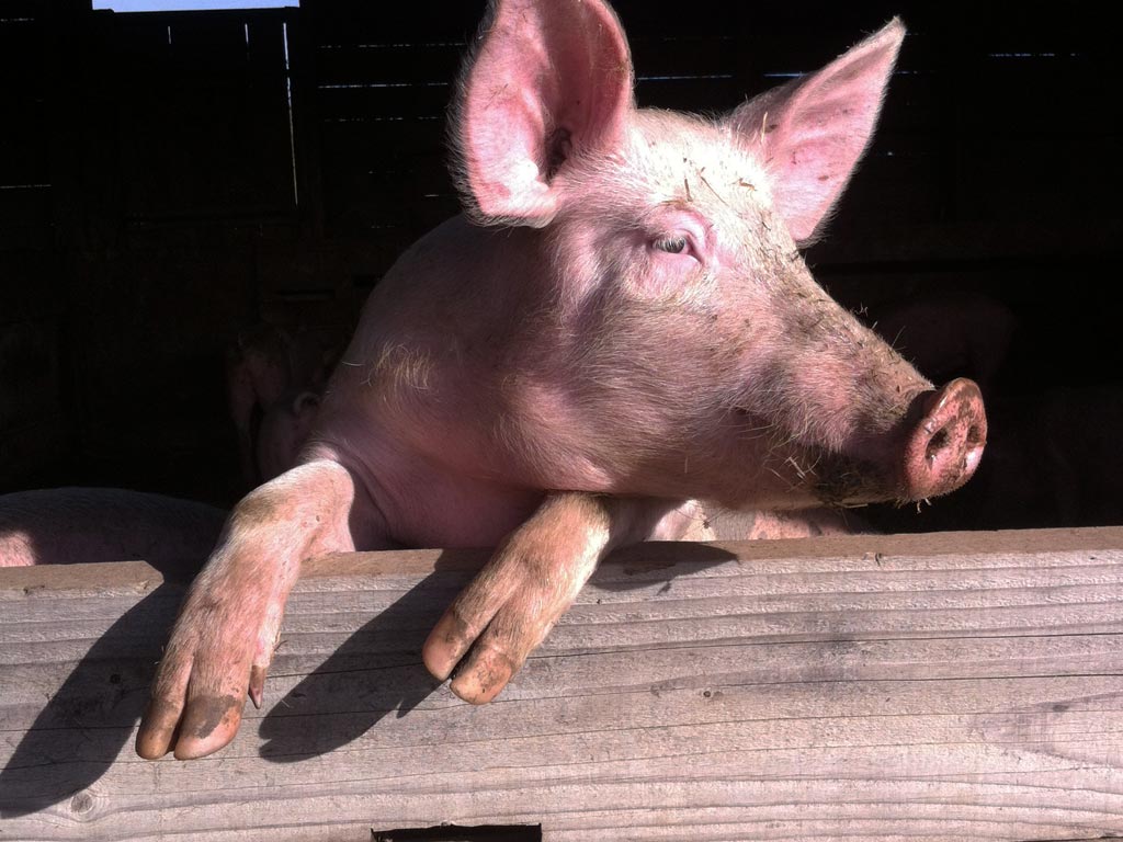 Cochon les landes de pagnac