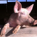 Cochon Ferme des Landes