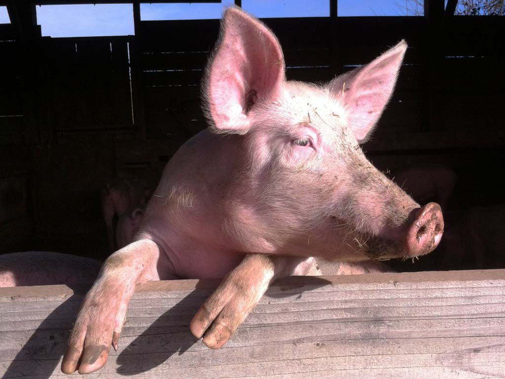 Cochon Ferme des Landes