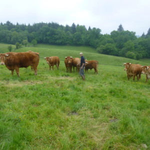 Thomas et les boeufs