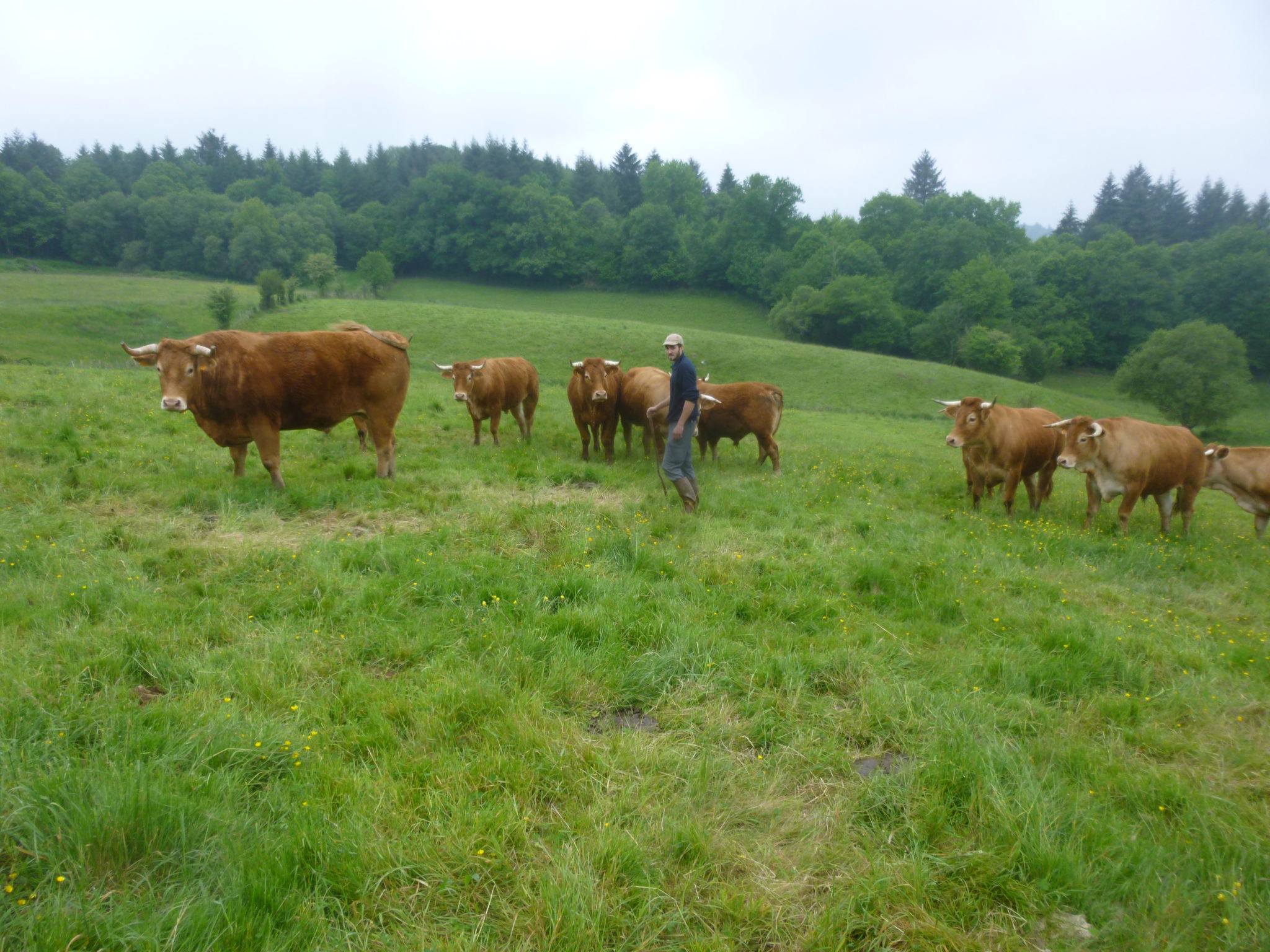 Thomas et les boeufs